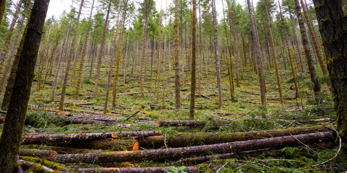 2ea813ba09c0f45064a5ec7d65102e71_Forest-Thinning-1156-577-c