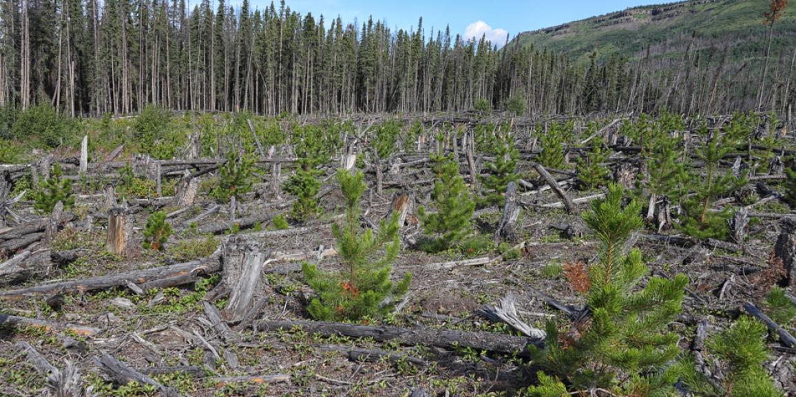 5f982d84e1a3c3367e56f0f578ed0cc5_Clearcut-regneration-1156-577-c