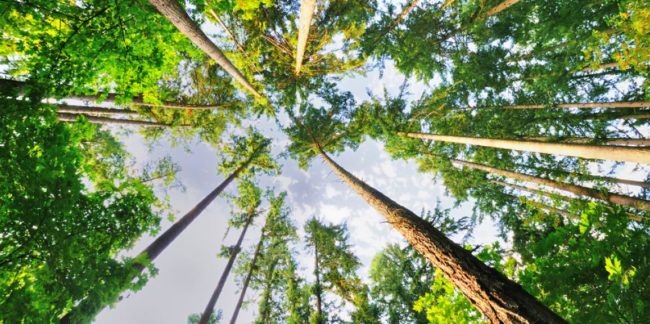 8f8f3921e9cb131b5aeb379b7534d361_sky-view-of-trees2-1156-577-c