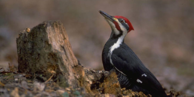 ffrc-post-feature-house-committee-examines-listing-impacts-in-arkansas